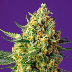 Auto Crystal Candy XL 25 u. fem. Granel Profesionales Sweet Seeds