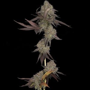 Auto DNA Cake 3 u. fem. DNA Genetics