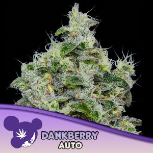 Semillas feminizadas Dankberry de Anesia Seeds para cultivo