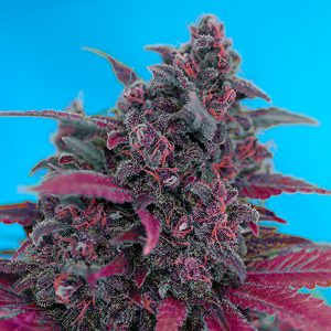 Semillas feminizadas Dark Devil Sweet Seeds para cultivo profesional