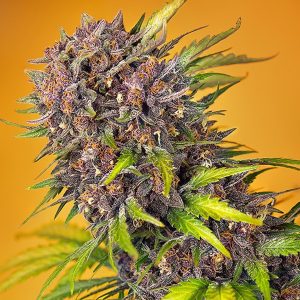 Semillas feminizadas Diablo Rojo XL Sweet Seeds para cultivo profesional