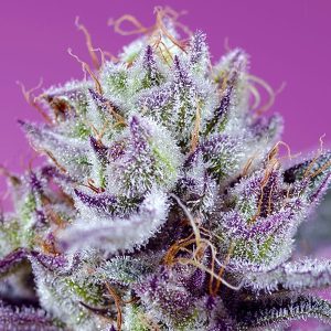 Semillas feminizadas Diablo's Delight XL de Sweet Seeds para cultivo