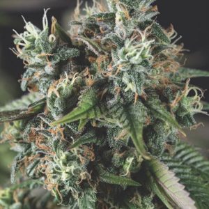 semillas feminizadas Do-Si-Dos de Pyramid Seeds para cultivo