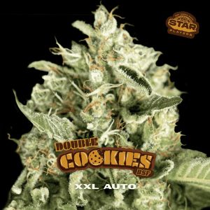 Double Cookies BSF Seeds