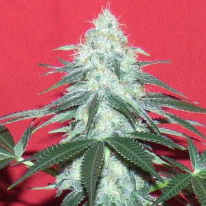 Douce Nuit French Touch Seeds