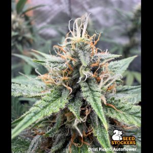 Drizl Pickl Seedstockers Superior