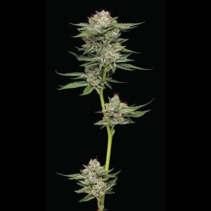 semillas feminizadas Durban Poison de Humboldt Seeds Company para cultivo