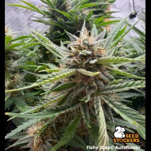 Fishy Zoap Seedstockers Superior