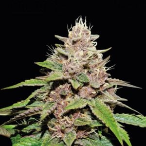 Forbidden Mochi . Seedstockers Superior