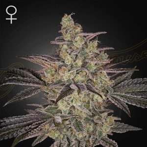 Frosted Guava Green House