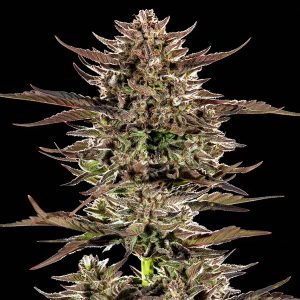 semillas feminizadas Frosted Zinn x 3 Bears OG de Barney's Farm