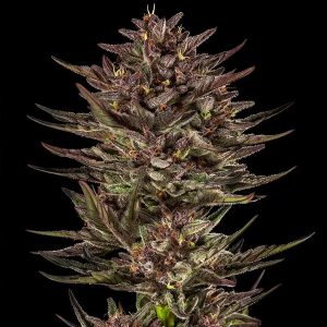 semillas feminizadas Frosted Zinn x Cookie Dog de Barney's Farm