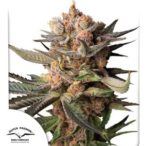 Frozen Biscotti Dutch Passion