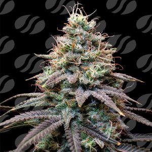 FumePop Original Sensible