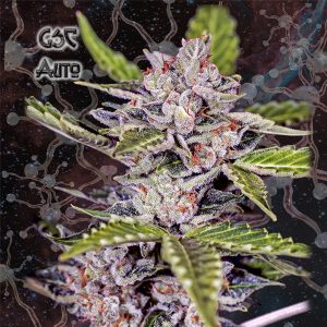 Auto GSC 3 u. fem. Nemeseeds