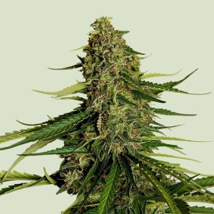 Gaia F1 Royal Queen