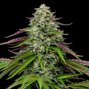 semillas feminizadas Garlic Budder de Humboldt Seeds Company