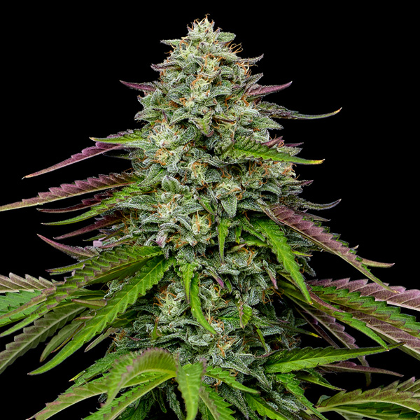 semillas feminizadas Garlic Budder de Humboldt Seeds Company
