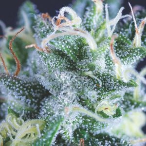 semillas feminizadas Gelato de Pyramid Seeds para cultivo