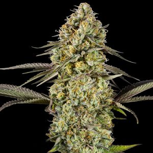 semilla feminizada Auto Georgia Pie de Advanced Seeds para cultivo de cannabis