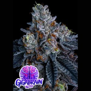 semillas feminizadas Giga Brain de Anesia Seeds para cultivo