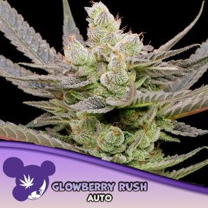 semillas feminizadas Glowberry Rush de Anesia Seeds para cultivo