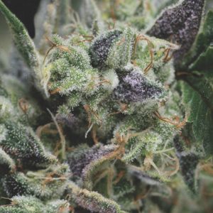 Semillas feminizadas Gorilla de Pyramid Seeds para cultivo