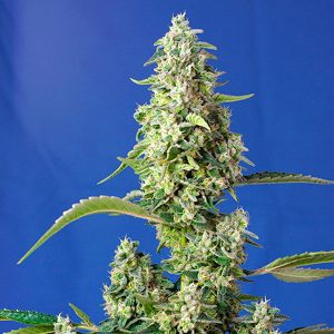 Semillas feminizadas Gorilla Girl XL de Sweet Seeds para cultivo profesional