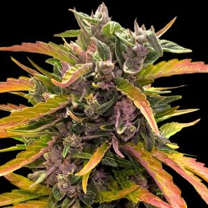 Auto Gorilla Glue 25 u. fem Barney´s