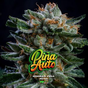 semilla feminizada Gorilla Piña XXL para cultivo