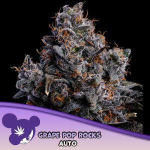 Semillas feminizadas Grape Pop Rocks de Anesia Seeds