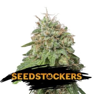 Green Crack . Seedstockers