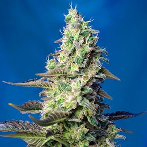Semillas feminizadas Green Poison XL de Sweet Seeds para cultivo profesional