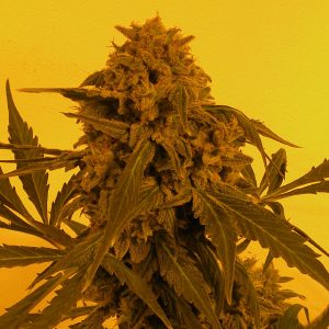 Guillotine French Touch Seeds