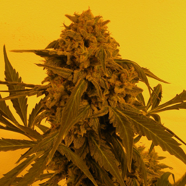 Guillotine French Touch Seeds