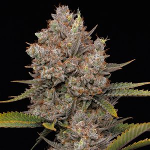 semillas feminizadas Hella Jelly de Humboldt Seeds Company