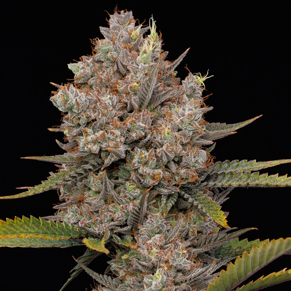 semillas feminizadas Hella Jelly de Humboldt Seeds Company