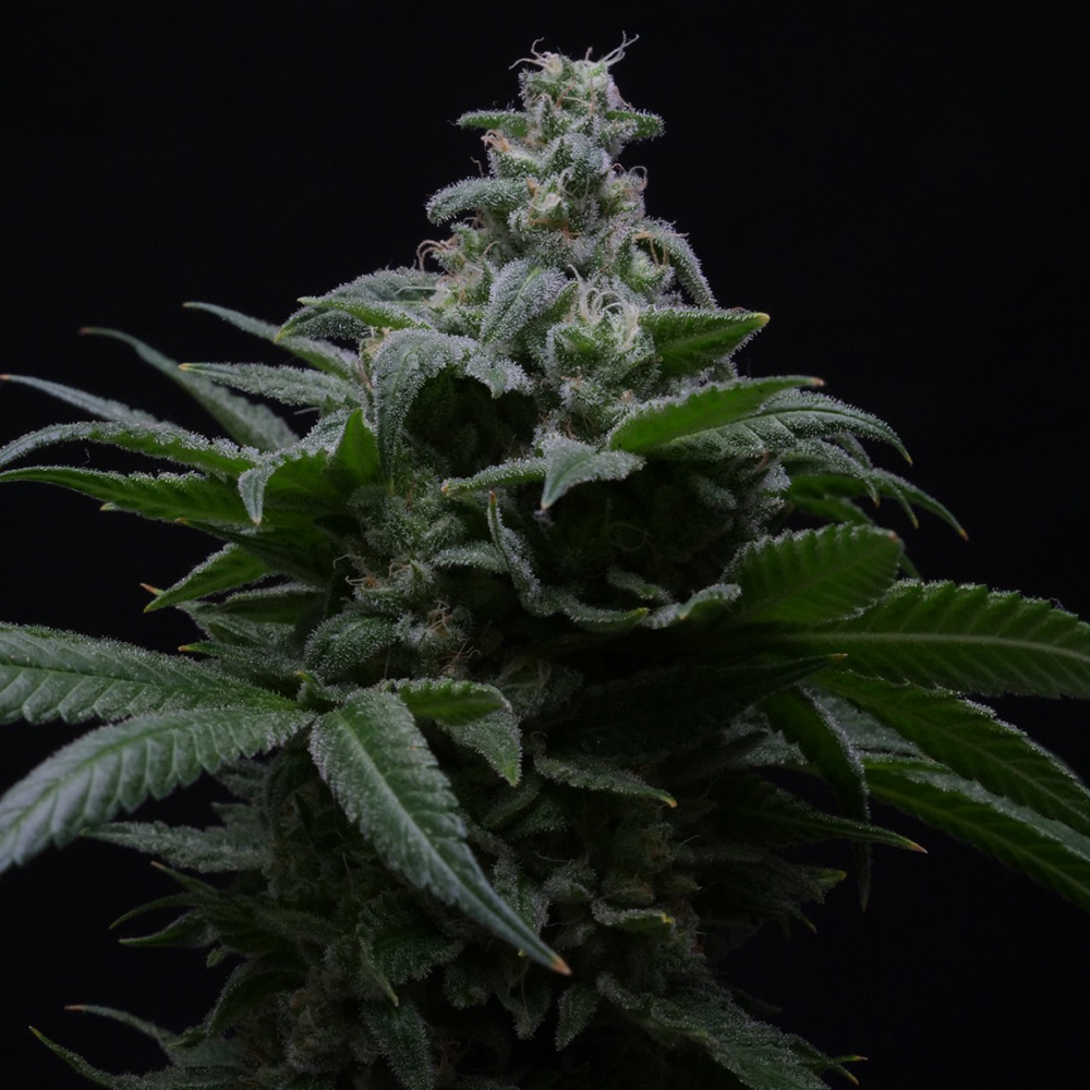 Hibiscus R-Kiem Seeds