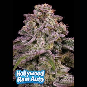 Hollywood Rain Anesia