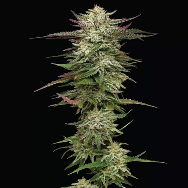 semillas feminizadas Humboldtt Headband de Humboldt Seeds Company