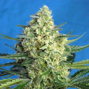 semillas feminizadas Jack 47 XL Sweet Seeds para cultivo profesional