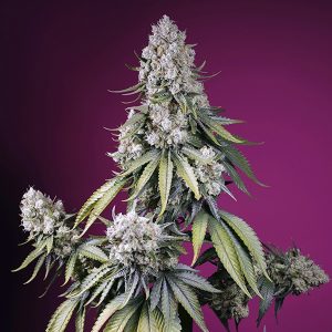 semillas feminizadas Jealousy Z XL Sweet Seeds para cultivo profesional