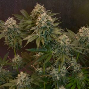 Auto Jelly Donutz 5 u. fem Humboldt Seeds Company