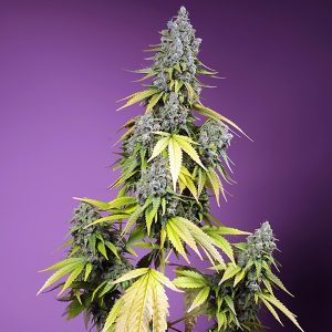 Semillas feminizadas Jet Fuel Mandarine XL de Sweet Seeds para cultivo profesional