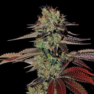 Auto Kings Kush 5 u. fem. Green House