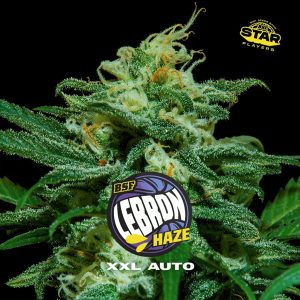 semillas feminizadas Lebron Haze XXL BSF Seeds para cultivo
