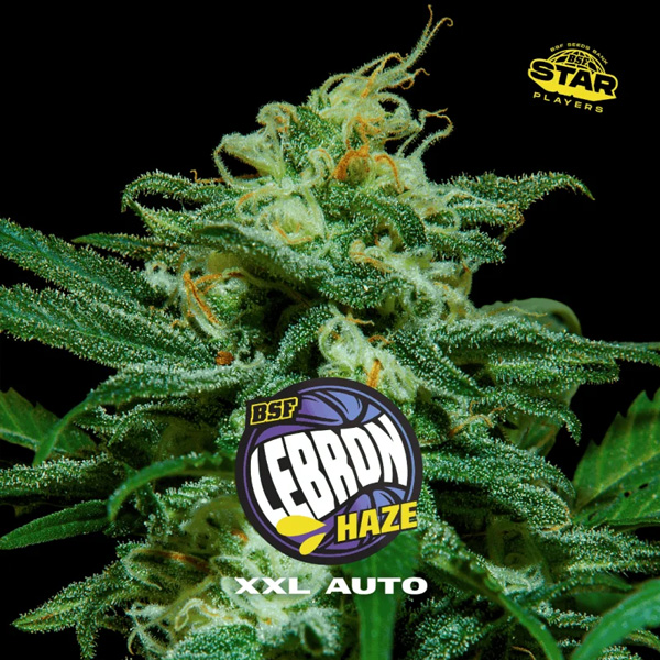 semillas feminizadas Lebron Haze XXL BSF Seeds para cultivo