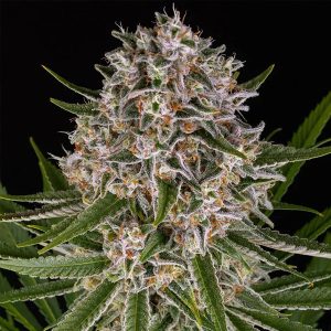 semillas feminizadas Auto Lemon Haze de Barney's Farm para cultivo
