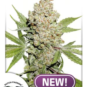 Auto Lemon Kix 1 u. fem. Dutch Passion