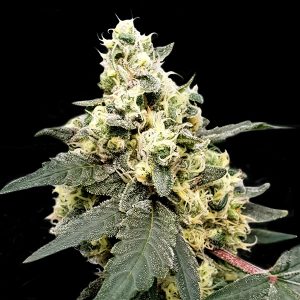 Auto Lemonade 5 u. fem. Paradise Seeds